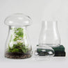 12" Glass Mushroom Apothecary Terrarium